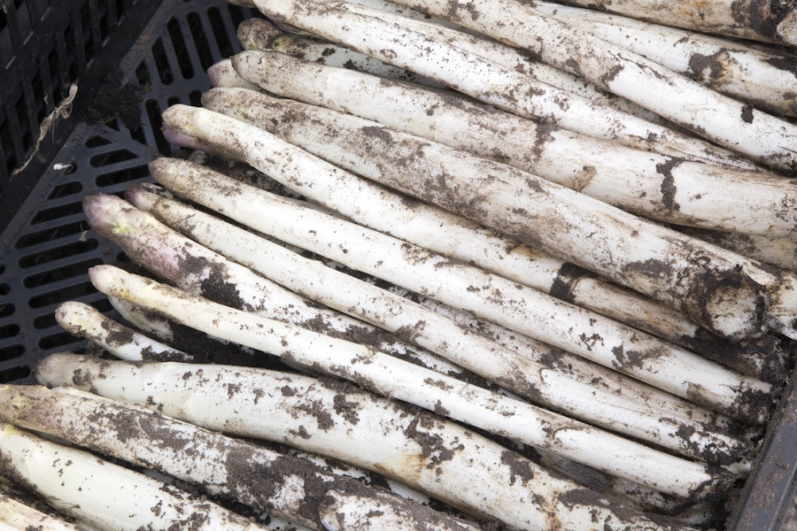 Wetter macht Tempo: Spargel startet ungewöhnlich früh in die Saison