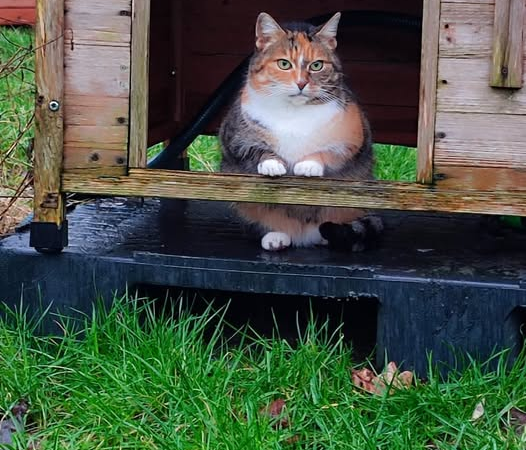 Freigänger-Katzen nach Sommerzeitwechsel am stärksten gefährdet