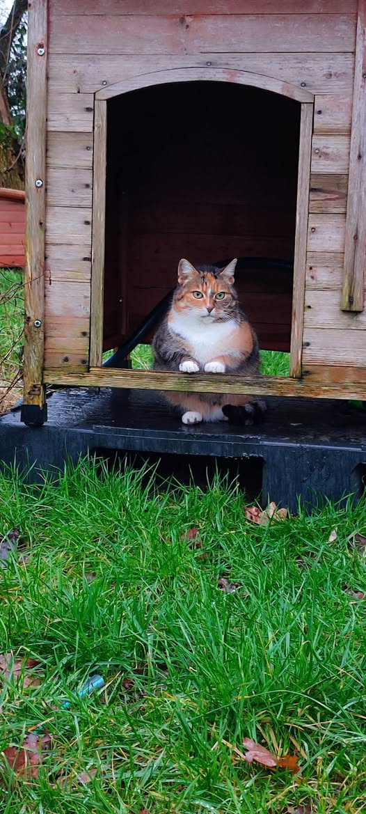 Freigänger-Katzen nach Sommerzeitwechsel am stärksten gefährdet
