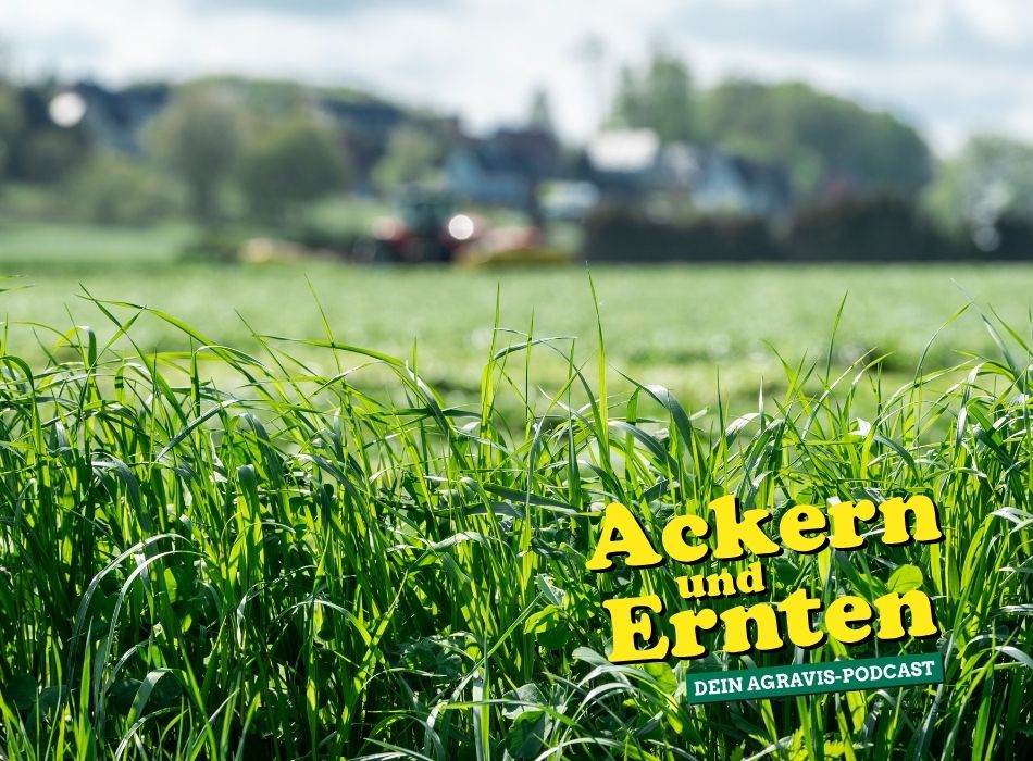 AGRAVIS-Podcast: Erfolgreich ins Weidejahr – Grünlandpflege, Anweiden & erster Schnitt