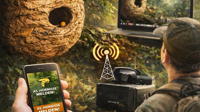 Hornissen im Fokus: Livestream zur Europäischen Hornisse – digitale Hilfe bei der Suche nach Asiatischen Hornissen