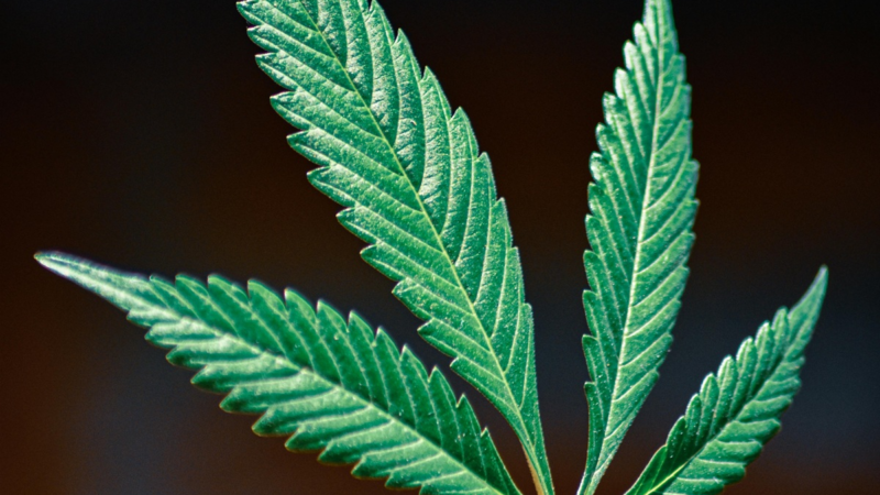 Internationaler Kiffertag: Nicht alles ist erlaubt