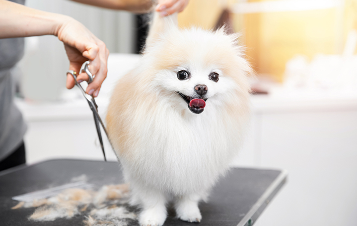 Hundesteuer steigt – was gibt das Finanzamt zurück?