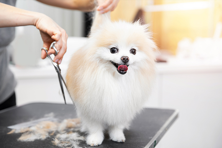 Hundesteuer steigt – was gibt das Finanzamt zurück?